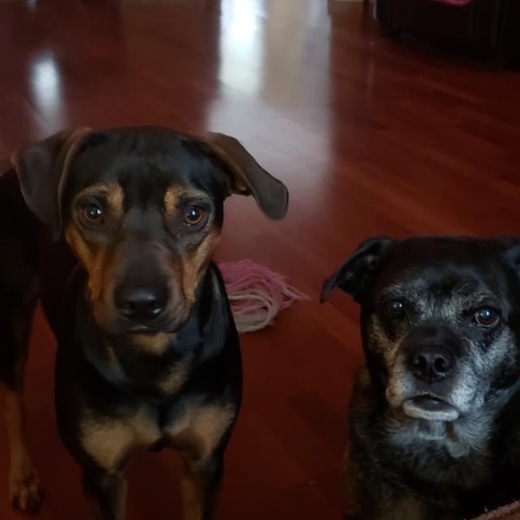 Meet your Posher, Tyra - Picture 2 of 2